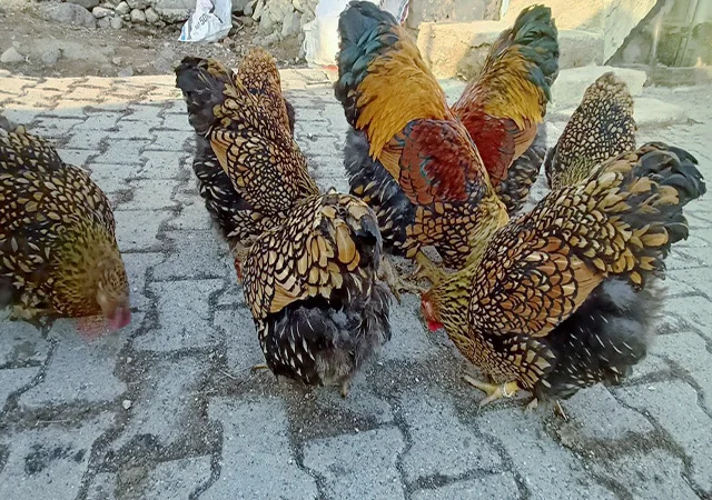 Інкубаційне яйце.(Курчата) ВІАНДОТ фарфоровий - фото № 1