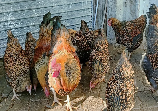 Інкубаційне яйце.(Курчата) ВІАНДОТ фарфоровий - фото № 2