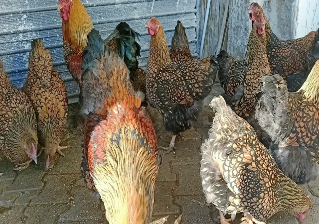 Інкубаційне яйце.(Курчата) ВІАНДОТ фарфоровий - фото № 3