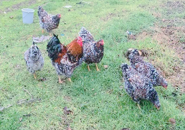 Інкубаційне яйце.(Курчата) ВІАНДОТ фарфоровий - фото № 4