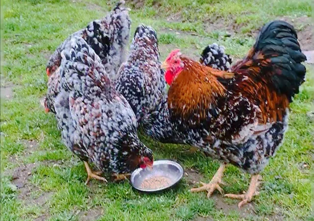 Інкубаційне яйце.(Курчата) ВІАНДОТ фарфоровий - фото № 5