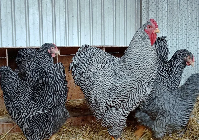 Інкубаційне яйце.(Курчата) ВІАНДОТ фарфоровий - фото № 6