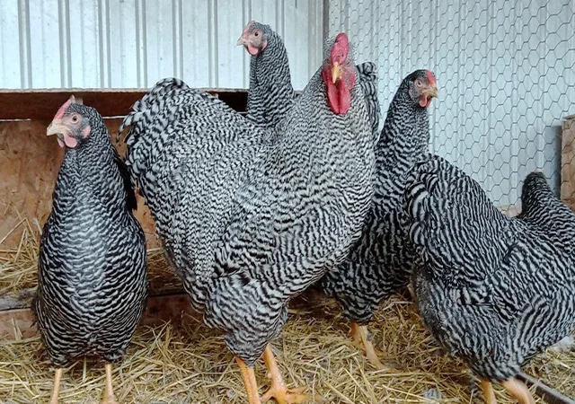 Інкубаційне яйце.(Курчата) ВІАНДОТ фарфоровий - фото № 7