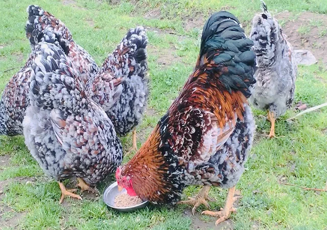 Інкубаційне яйце.(Курчата) ВІАНДОТ фарфоровий - фото № 8