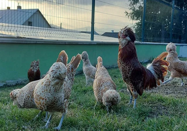 Інкубаційне яйце.(Курчата) Падуан фарфоровий - фото № 1