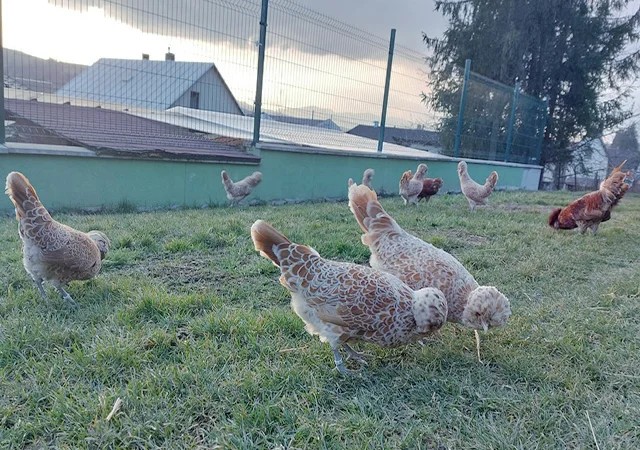 Інкубаційне яйце.(Курчата) Падуан фарфоровий - фото № 2