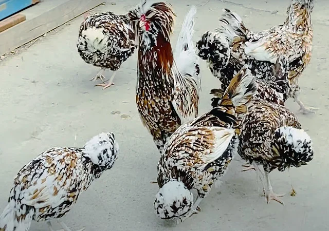 Інкубаційне яйце.(Курчата) Падуан фарфоровий - фото № 3