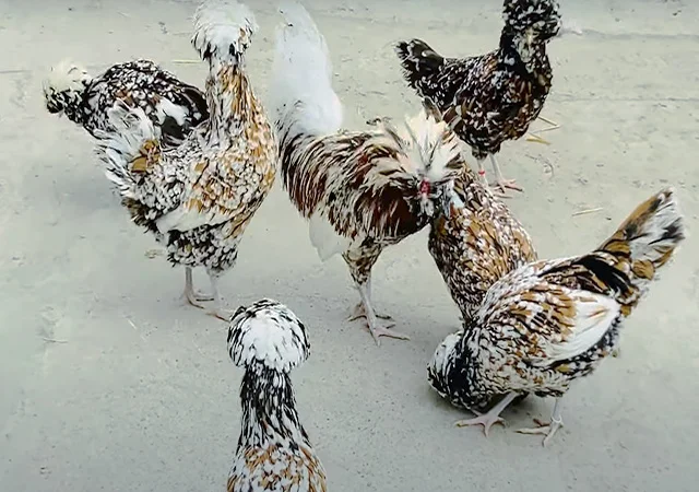 Інкубаційне яйце.(Курчата) Падуан фарфоровий - фото № 4