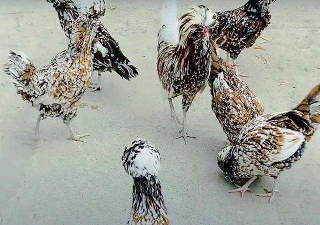 Інкубаційне яйце.(Курчата) Падуан фарфоровий - фото № 5