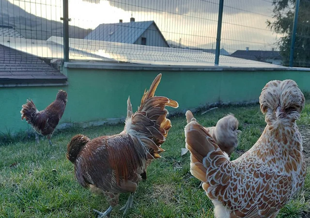 Інкубаційне яйце.(Курчата) Падуан фарфоровий - фото № 6