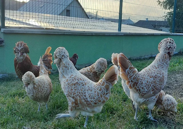 Інкубаційне яйце.(Курчата) Падуан фарфоровий - фото № 7