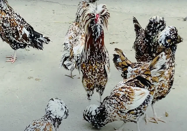 Інкубаційне яйце.(Курчата) Падуан фарфоровий - фото № 8