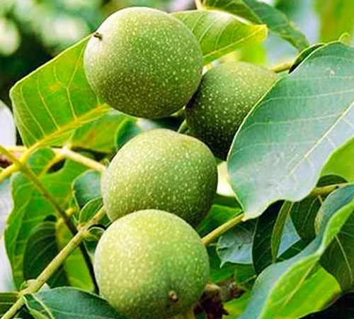 Саженцы грецкого ореха Великан - 2-летние - фото № 1