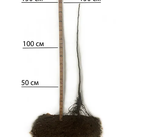 Саженцы грецкого ореха Великан - 2-летние - фото № 2