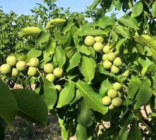 Саженцы грецкого ореха Ивана Багряного - 1 год - фото № 1