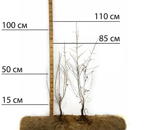 Саженцы облепихи сорта Адам и Ева (пара) - фото № 2