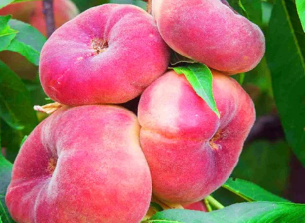 Саженцы персиков и нектаринов – 80 сортов от производителя с доставкой - фото № 8