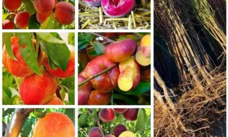 Саженцы персиков и нектаринов – 80 сортов от производителя с доставкой - фото № 1