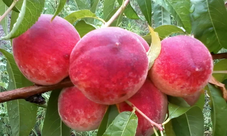 Персик Ерлі Роял Ві — продаж саженцев - фото № 3