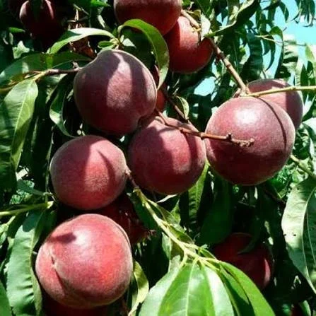 Качественные саженцы персика Роял Маджестик - фото № 1