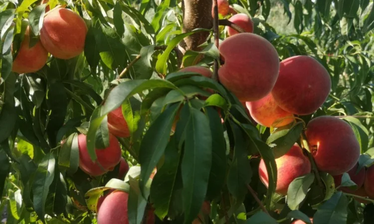 Саженцы персика различных сортов - фото № 7