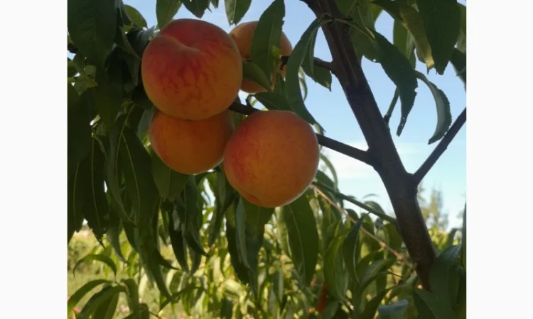 Саженцы персика различных сортов - фото № 8