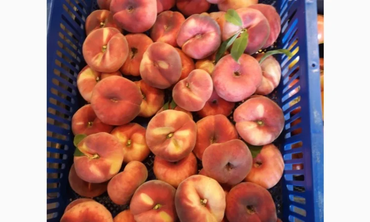 Саженцы персика различных сортов - фото № 9