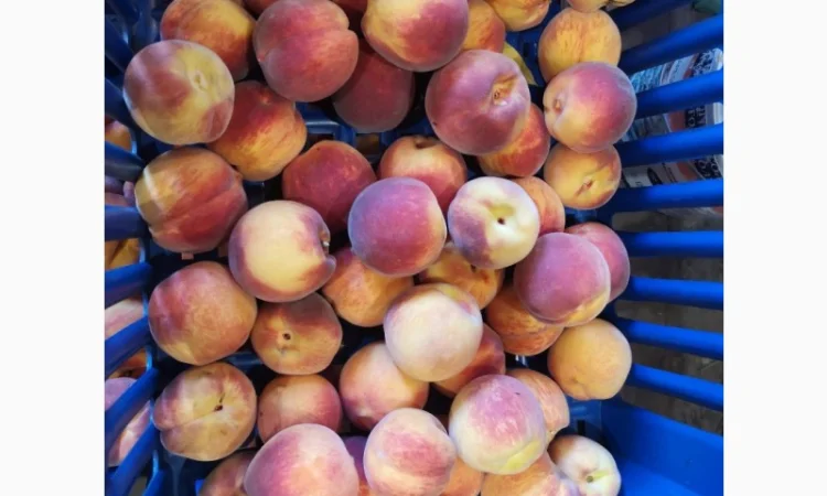 Саженцы персика различных сортов - фото № 10