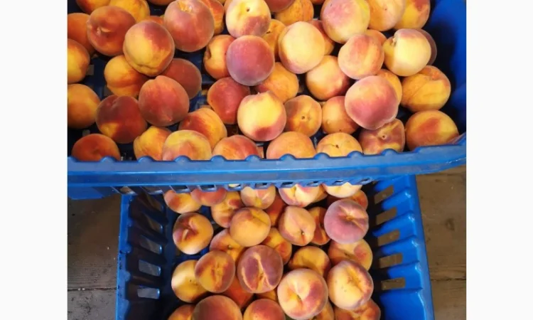 Саженцы персика различных сортов - фото № 11