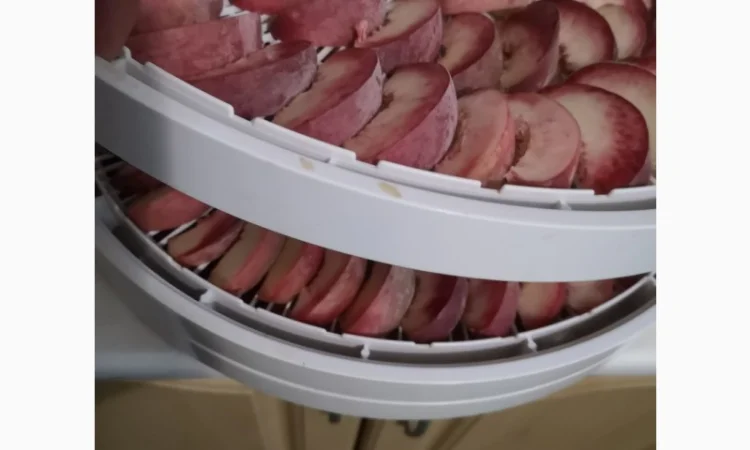 Саженцы персика различных сортов - фото № 14