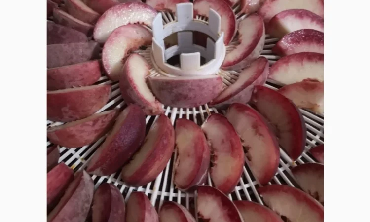 Саженцы персика различных сортов - фото № 15