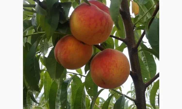 Саженцы персика различных сортов - фото № 1