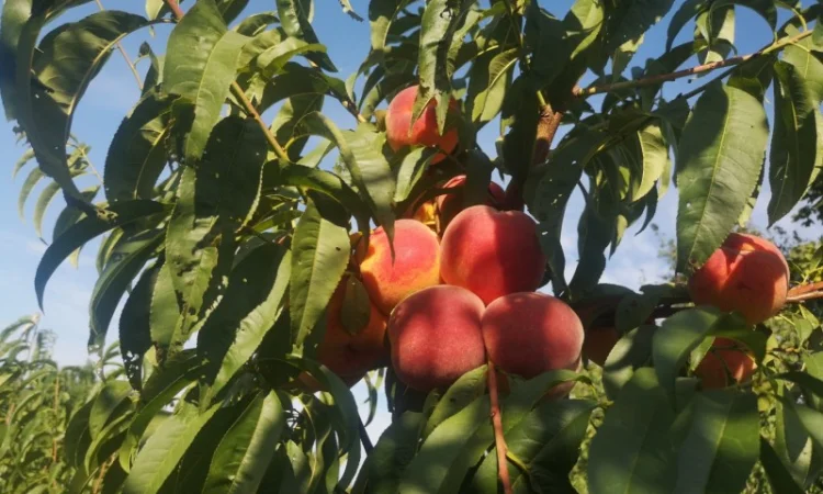 Саженцы персика различных сортов - фото № 6