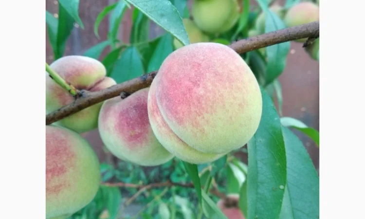 Саженцы персика Хасанский клон Железова - фото № 1