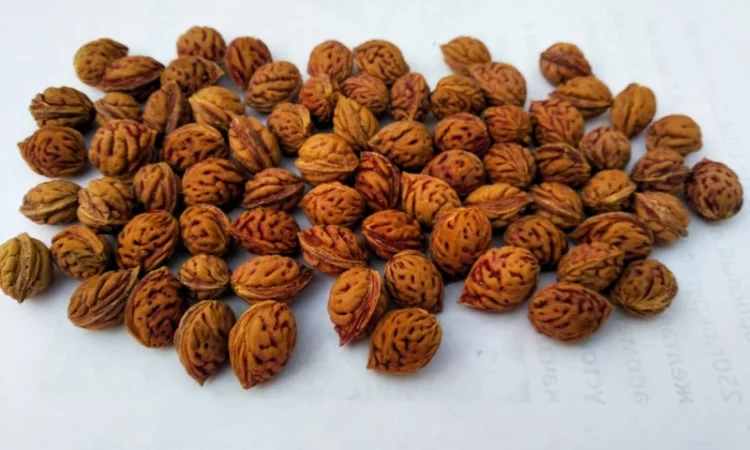 Саженцы персика Хасанский клон Железова - фото № 2