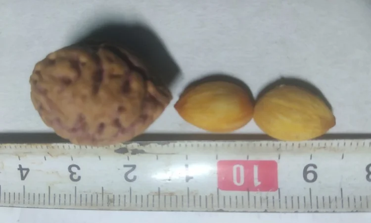 Саженцы персика Хасанский клон Железова - фото № 3