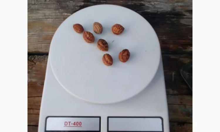 Саженцы персика Хасанский клон Железова - фото № 4