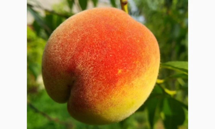 Саженцы персика Хасанский клон Железова - фото № 5