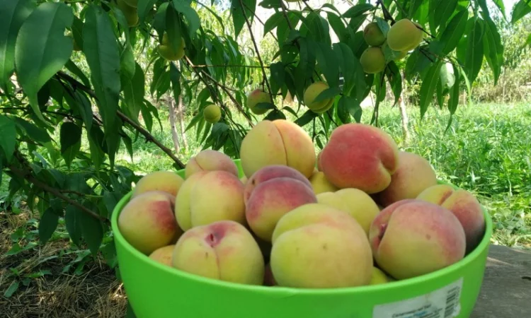 Саженцы персика Хасанский клон Железова - фото № 6