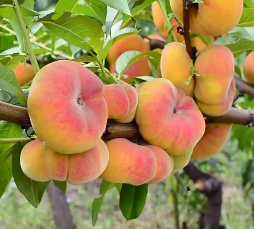 Саженцы персика Бельмондо - 2 года - фото № 1