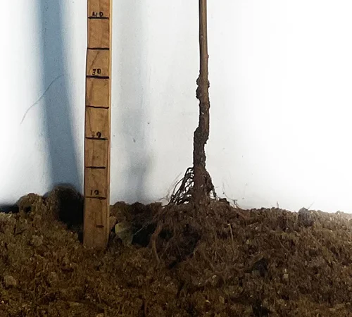 Саженцы персика Блек Бой - 2 года - фото № 3