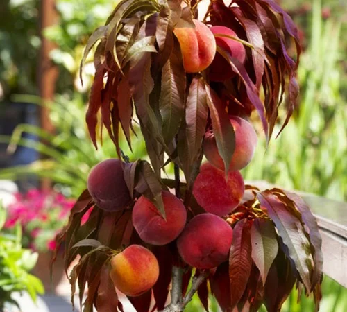 Саженцы персика Бургунди в продаже - фото № 1