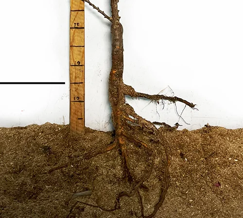 Саженцы персика Бургунди в продаже - фото № 3