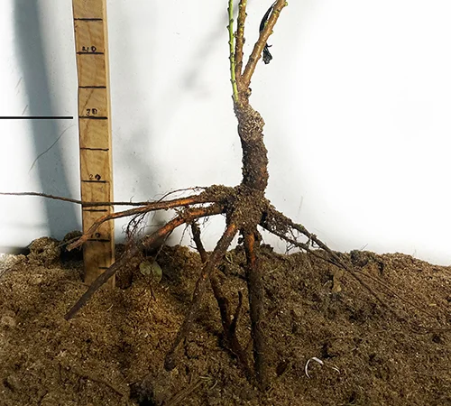 Саженцы колоновидного персика сорта Штайнберг - фото № 3