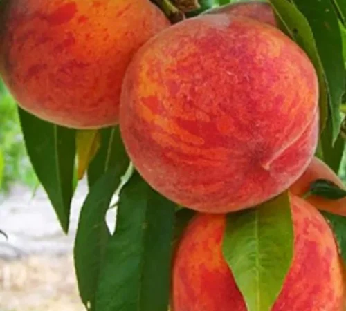 Саженцы персика Инка - 1 год - фото № 1