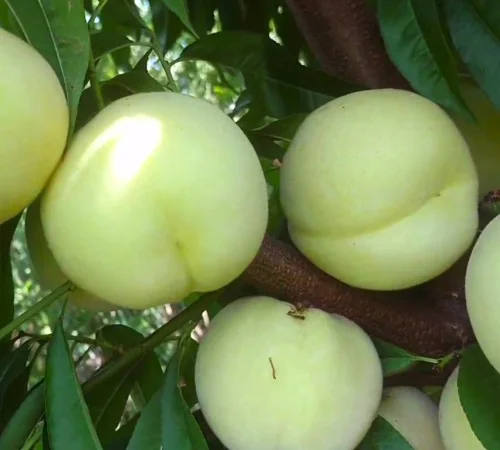 Саженцы персика Айс Пич - 2 года - фото № 1