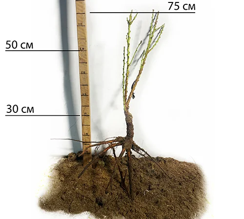 Саженцы колоновидного персика Ювилейный - фото № 2