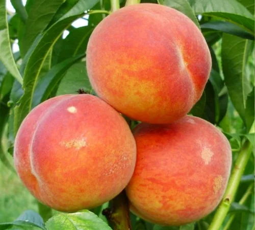 Саженцы персика Вайн Голд Т3 - 1 год - фото № 3