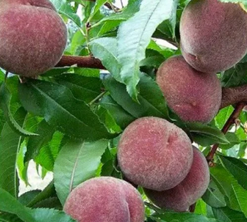 Саженцы персика Блек Бой - 1 год - фото № 3