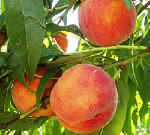 Саженцы персика Кардинал - 1 год - фото № 1